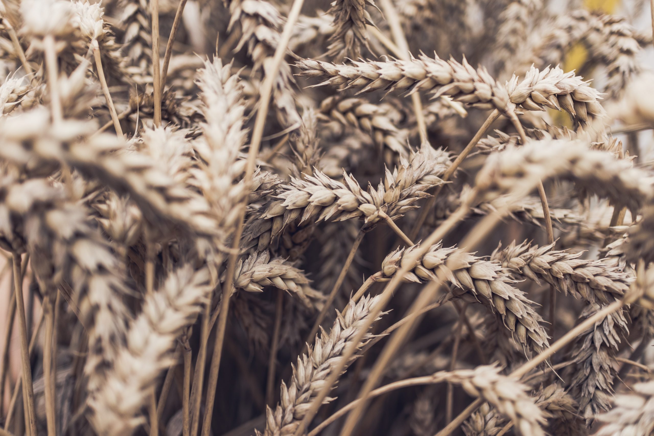 daniel-hansen-bwKIuGrnRIw-unsplash-scaled